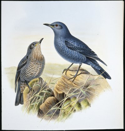 Blaustein-Drossel von John (after) Gould
