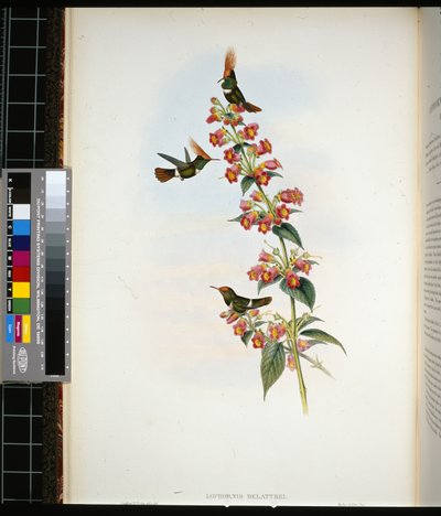 De Lattres Coquette (Lophornis Delattrei) von John (after) Gould