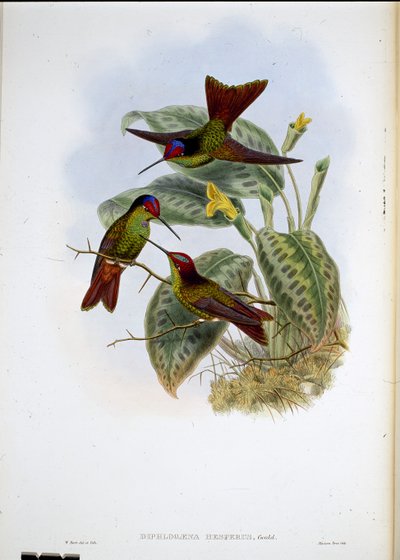 Ecuadorianischer Regenbogen von John (after) Gould