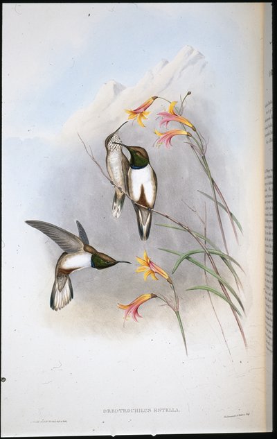 Estellas Bergstern-Kolibri (Oreotrochilus Estella) von John (after) Gould