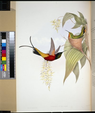 Feuriger Topas (Topaza Pyra) von John (after) Gould