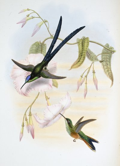 Großer Gabelschwanz-Kolibri (Hylonymphia Macrocerca) von John (after) Gould