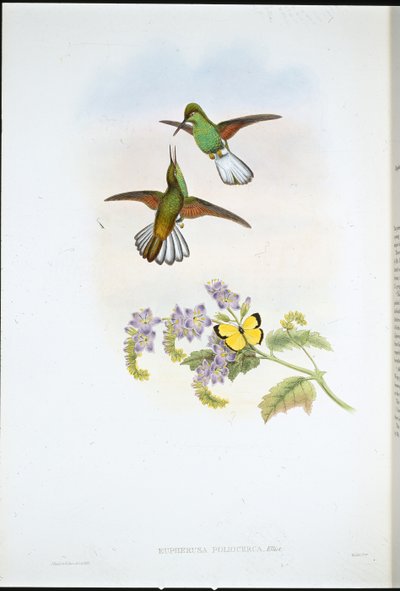 Grauer Streifenschwanz von John (after) Gould