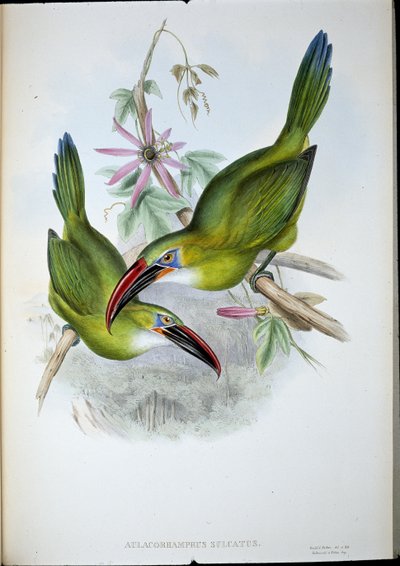 Rillenschnabel-Tukan von John (after) Gould