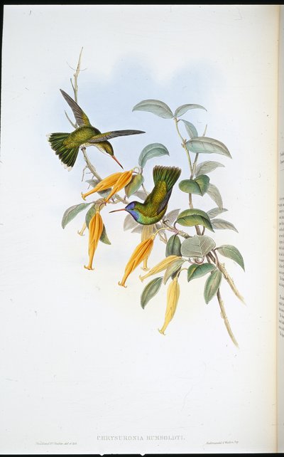 Humboldts Kolibri von John (after) Gould