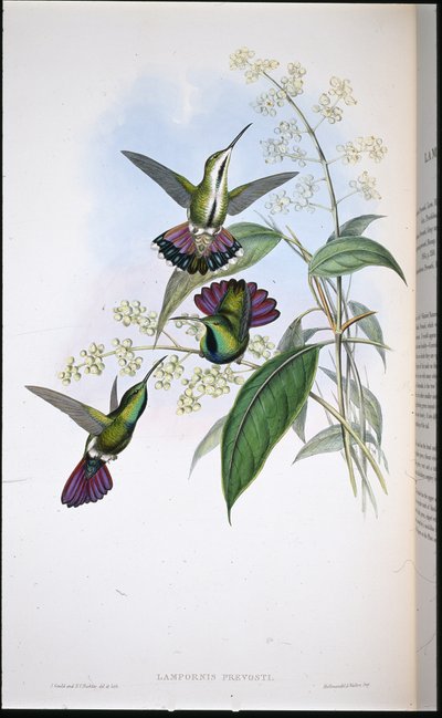 Prevots Mango von John (after) Gould