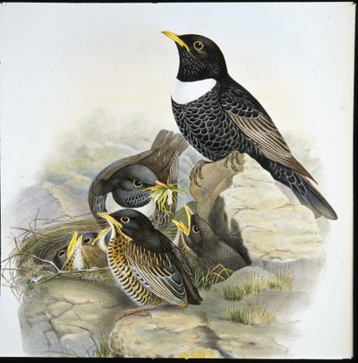 Ringdrossel von John (after) Gould