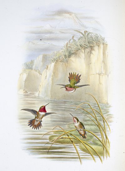 Salvins Flammen-Träger von John (after) Gould
