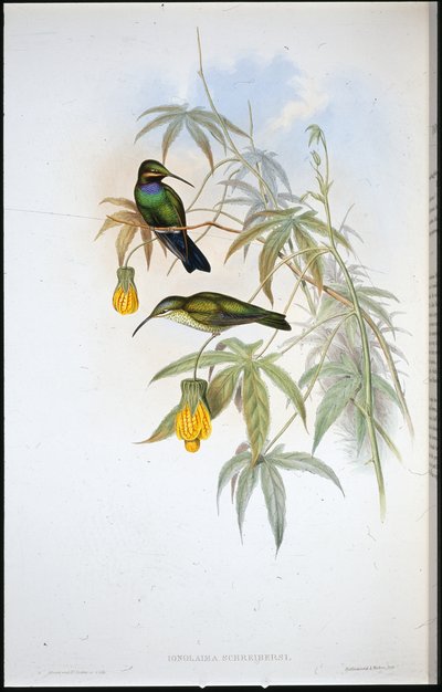 Schreibers Kolibri von John (after) Gould