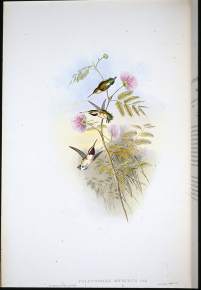 Kurzschwanz-Waldstern von John (after) Gould