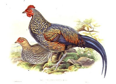 Zwei asiatische Fasanen (Gallus Sonneratii) graviert vom Künstler und William Hart (1823-1894) von John (after) Gould