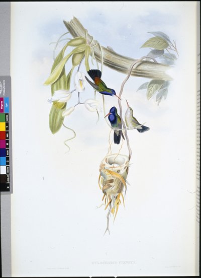 Weißkehl-Saphir von John (after) Gould