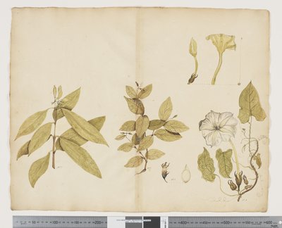 Wickstroemia Australis; Ipomea von John (attr. to) Doody