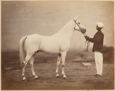 Pferd von Generalleutnant Sir Frederick Sleigh Roberts, "Vonolel", circa 1885 von John Burke