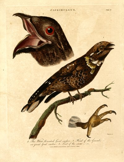 Ziegenmelker (Caprimulgus) von John Chapman