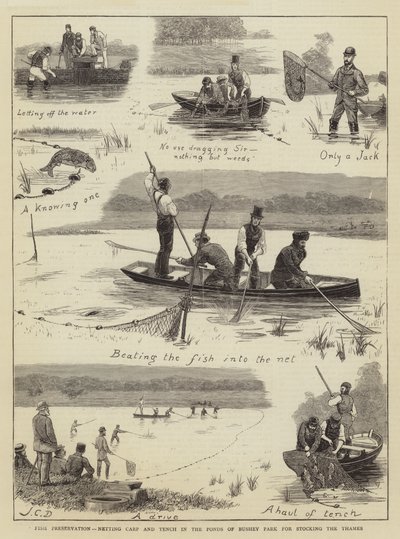 Fischkonservierung, Karpfen und Schleien in den Teichen von Bushey Park für die Bestückung der Themse von John Charles Dollman