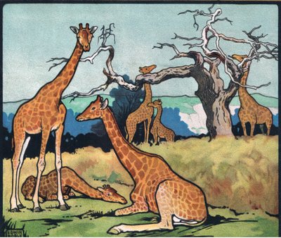 Giraffen, Illustration aus 