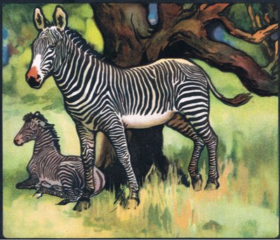 Zebras, Illustration aus 