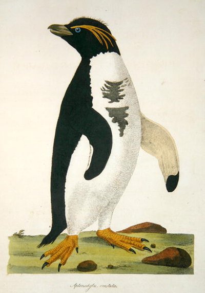 Aptenodytes-Crestata, Illustration aus 