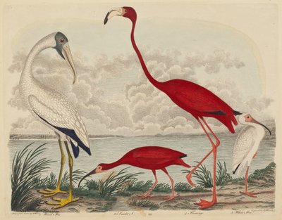 Holzibis, Scharlachibis, Flamingo und Weißer Ibis, veröffentlicht 1808-1814 von John G. Warnicke
