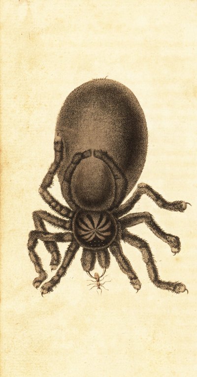 Rosa Zehenspinne, Avicularia avicularia von John Gabriel Stedman