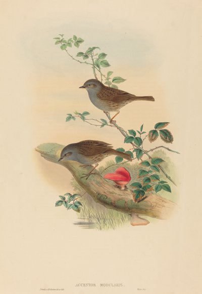 Accentor modularis Dunnock von John Gould and Henry Constantine Richter John Gould and Henry Constantine Richter