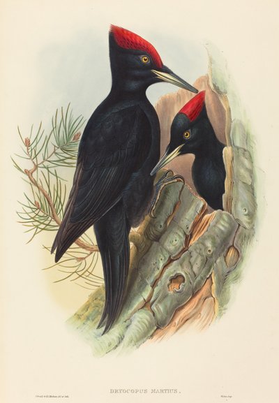 Schwarzspecht Dryocopus martius von John Gould and Henry Constantine Richter John Gould and Henry Constantine Richter