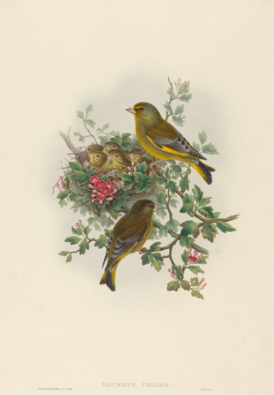 Ligurinus chloris Grünfink. Schöpfer: John Gould, Henry Constantine Richter von John Gould and Henry Constantine Richter John Gould and Henry Constantine Richter