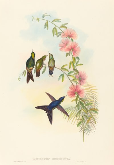 Ramphomicron microrhyncha Kleinschnabel-Dornschwanz von John Gould and Henry Constantine Richter John Gould and Henry Constantine Richter