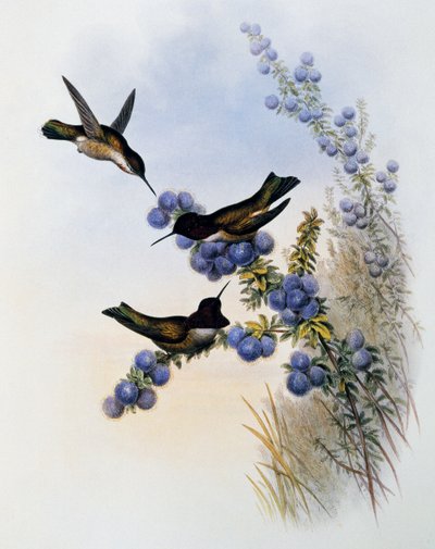 Annas Kolibri (Calypte anna), Stich aus Monographie der Trochilidae oder Kolibris (1849-1861), von John Gould (1804-1881), Vereinigtes Königreich von John Gould