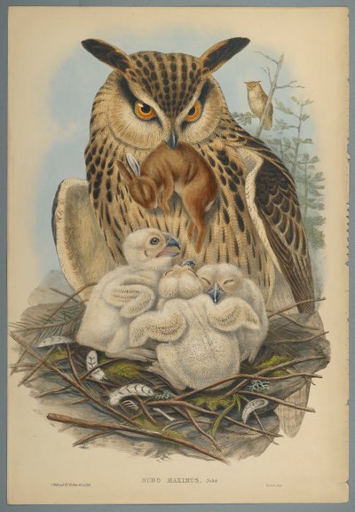 Bubo Maximus: Eule von John Gould