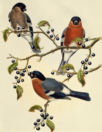 Gimpel (Pyrrhula pyrrhula), Gravur von John Gould (1804-1881), Vereinigtes Königreich von John Gould