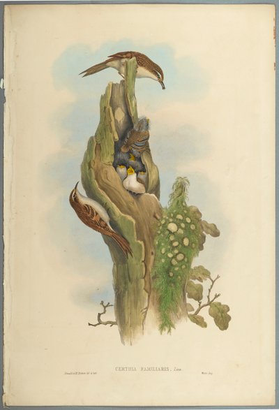 Gartenbaumläufer von John Gould