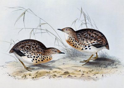 Zwergwachtel (Turnix sylvatica), Gravur aus Birds of Europe, von John Gould von John Gould