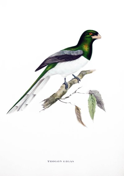 Riesentrogon, Vogel aus Indien, Gravur aus dem Buch von John Gould (1804-1881) "Tropische Vögel" von John Gould