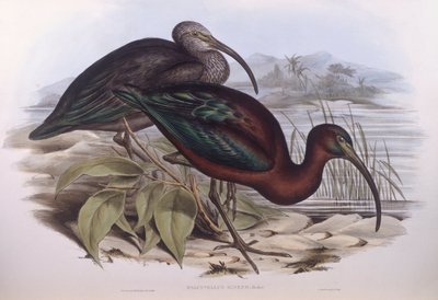 Glanzibis (Plegadis falcinellus), Gravur von John Gould von John Gould