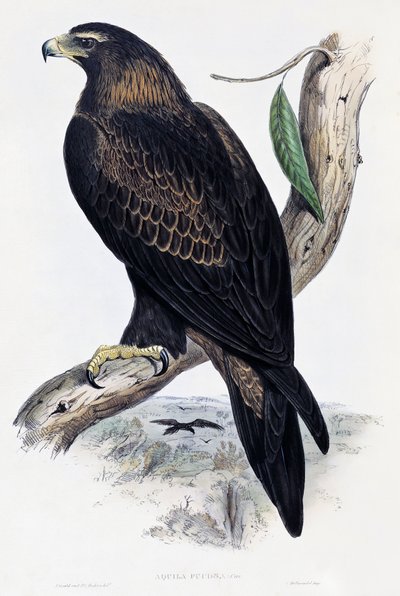 Steinadler (Aquila chrysaetos), Lithographie aus Birds of Australia and Great Britain von John Gould (1804-1881), Vereinigtes Königreich von John Gould