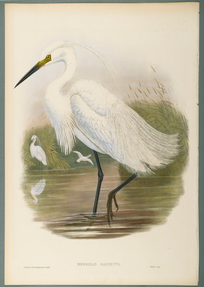 Seidenreiher von John Gould