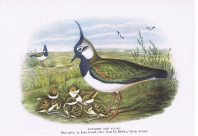 Kiebitz und Jungtiere, Natur in Großbritannien veröffentlicht von Collins, 1946 von John Gould