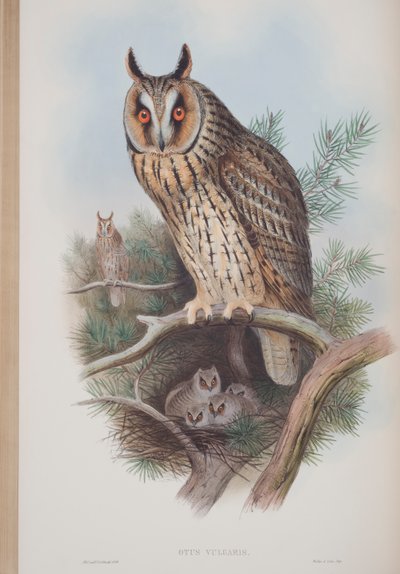 Otus Vulgaris, Tafel aus The Birds of Great Britain von John Gould, veröffentlicht 1862-73 von John Gould