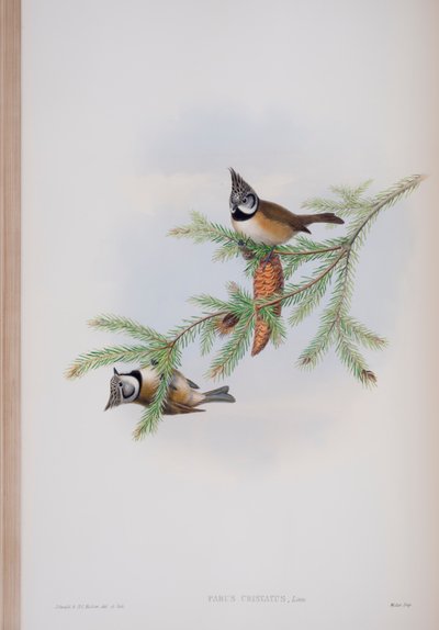 Parus Cristatus, Tafel aus Die Vögel von Großbritannien von John Gould, veröffentlicht 1862-73 von John Gould