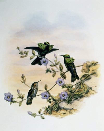 Pfauen-Coquette (Lophornis pavoninus), Stich aus Monographie der Trochilidae oder Kolibris (1849-1861), von John Gould (1804-1881), Vereinigtes Königreich von John Gould