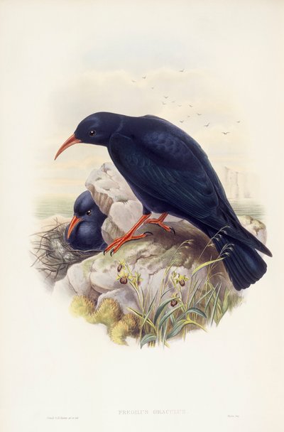 Alpendohle, Gravur von John Gould von John Gould