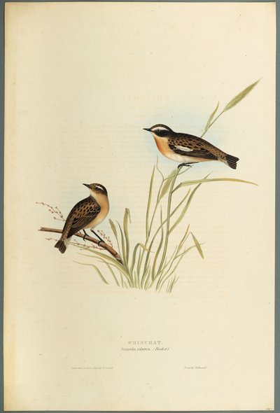 Braunkehlchen von John Gould
