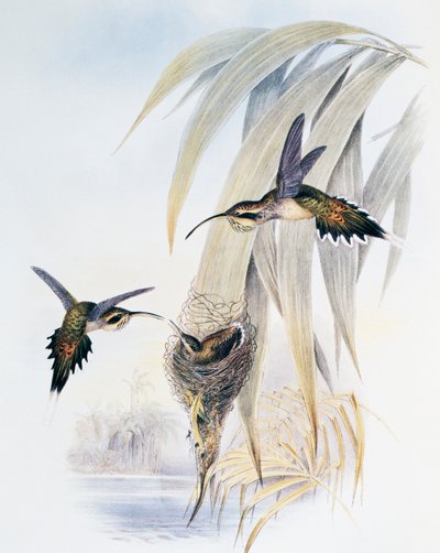 Schuppenkehl-Eremit, Gravur aus Monograph of Trochilidae or Humming Birds von John Gould