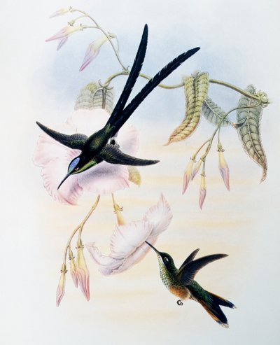 Schwanzschwalbenschwanzkolibri (Hylonympha macrocerca), Gravur aus Monograph of Trochilidae or Humming Birds (1849-1861), von John Gould (1804-1881), Vereinigtes Königreich von John Gould