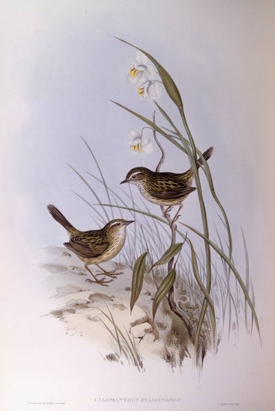 Strichelgrasmücke (Calamanthus fuliginosus), Gravur von John Gould von John Gould