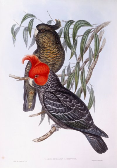 Zwei Papageien auf einem Ast, Gravur von John Gould