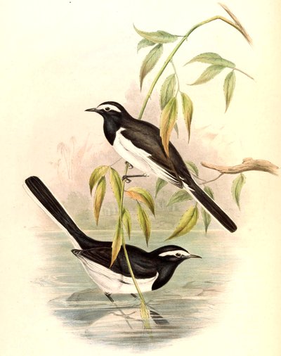 Weißbrauenbachstelze (Große Bachstelze) Motacilla maderaspatensis Gmelin von John Gould