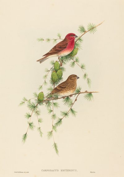 Carpodacus erythrinus (Karmingimpel) von John Gould and H.C. Richter